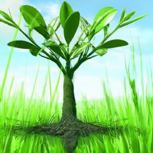 Biotecnologia e Produção Agrícola