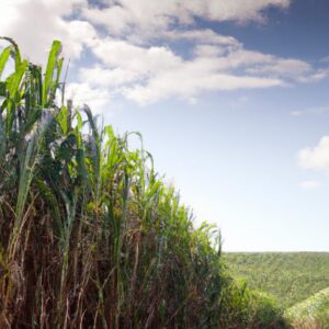Agronegócio e Produção de Energia Sustentável